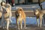 山菜を採りに山に入ると野良犬に出くわした→野良犬達『ワンワンワン！！』私「やばい…！どうしよう…」→泣きそうになっていると遠くから犬の鳴き声が聞こえてきて…