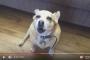 犬の歌が感情こもりすぎで笑えるwwww→海外「この悲しみは…僕を締め付けるよ！」