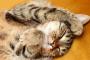 猫が喉を鳴らす「ごろごろ」音は人間の健康に良い事が判明