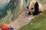 【画像あり】客が投げたゴミを食べ、ゴミだらけの住処で力なくうなだれるパンダ・・・中国の動物園の悲惨すぎる現状