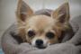 彼氏がうちに泊まりにきた翌朝、目を覚ますと愛犬がいなかった→私「ねえ！犬どこにいるか知らない？」彼『あぁ、あの犬捨てたよ』私「え…？」