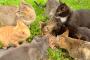 野良猫にエサをあげる「猫おばさん」　やめさせるにはどうする？