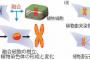 【朗報】ヒトと植物の部分的な細胞融合に成功