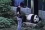 【中国】男「ほら、パンダの檻に入れるオレ勇気あるだろ？」 → パンダ「もっと遊んで…」 → 男「うわあああ！」