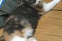 【画像】ワイのかわいい猫見てくれｗｗｗｗｗｗｗ
