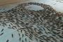 5000匹の魚を氷漬けにした日本のアイスリンクに海外からも批判殺到（海外の反応）