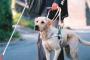 電車に盲導犬が乗ってきたら、近くの子供が盲導犬撫でたり触ったりし始めたので優しく注意したら！