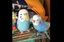 ぬいぐるみに愛の歌を捧げる日本のインコ（海外の反応）
