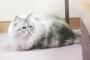 【画像】プーチンが秋田県知事に送ったシベリア猫が美しすぎるｗｗｗｗｗｗｗ