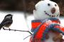 【感動】美しすぎる『雪と動物の風景』をご覧ください（画像あり）