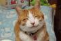 【画像】女「飼っていた猫が死んで7年、生前よくやっていた『謎の行動』の意味が分かりました」
