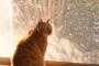 猫のパブさんは新居に慣れてのびのび暮らしているのです。