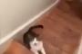 お前は何をやらかした・・・飼い主を本気で嫌っている猫をご覧くださいｗｗｗｗｗｗｗ