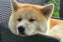初めてアメリカに持ち込んだのは…日本が誇る秋田犬のトリビアに海外興味津々（海外反応）