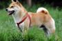 【恐怖】犬の糞は持ち帰ってください。放置した場合は…