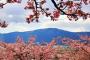 韓国人「一足早い春、日本の河津桜を見に行ってきたので写真をアップする」
