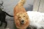 犬「このクソ野郎がっ…」←飼い主に連れて帰るのを忘れられた犬の表情がプラスレスwww