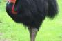 【画像】この鳥と素手で殴り合いして勝てる？