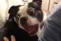 この犬の驚いた時の声が最高過ぎるんだがｗｗｗｗｗ