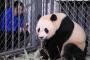 【悲報】アメリカで生まれたパンダ、中国語が分からないことが判明