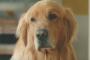 【犬・八王子の乳児死亡事故】咬んだゴールデンレトリバーのその後は