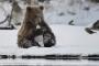 【画像】氷遊びをしているときの、この表情である。