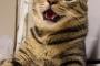 猫の舌が見えるとなんか得した気分になる。