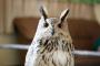 【画像あり】フクロウ撮ったんだけどくそかわいいｗｗｗｗｗ