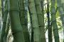 竹とかいう植物ｗｗｗｗｗｗｗｗ