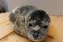 【画像】 ゴマフアザラシの赤ちゃん　名前を募集中　＝神戸・須磨海浜水族館