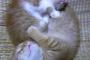 昼間はよいこでねこ巴しておられるのに  何故夜はかたくなに・・・