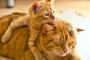 子猫『『ねぇねぇ、どっか行こうよぉぉぉ!!』』親猫『ZZZ』
