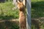 猫は人間が見てない所ではいろいろやってるんだ。
