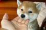 柴子犬『…ゆび、たべちゃうぞ～！！あぐあぐ』