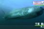 【驚愕】深海の巨大なサメ「メガマウス」が網にかかる → さかなクンさん大興奮へｗｗｗｗｗｗｗｗｗｗｗｗｗｗｗｗｗｗ
