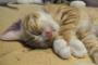 【求人】「猫を抱っこ」してるだけの仕事ｗｗｗｗｗｗｗｗｗｗｗｗｗｗｗｗｗｗｗ