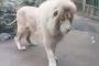 弱すぎ、百獣の王ｗｗ○○を怖がるライオンにキュンｗｗｗ→海外「大きな赤ちゃん！」