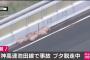 【悲報】高速道路で逃げたブタ、疲れて寝るｗｗｗｗｗｗ