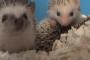 【動画】ハリネズミのあくびが小さな怪獣みたいで可愛い。