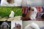 【画像】うさぎがぞうをひとまとめにしました