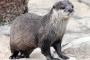 【悶絶！】飼育員さんと遊んでるコツメカワウソがクッソ可愛いwwwwwwwwwww
