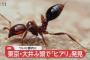 【速報】ヒアリ、ついに東京で見つかる・・・