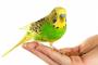 話を聞いてもらおうと必死のインコが可愛すぎるｗｗｗｗｗ(※動画あり)