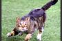 高校野球試合前練習に犬が乱入ｗｗｗｗｗｗｗｗｗｗｗｗｗｗ