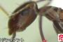 【悲報】名古屋港でヒアリ以上のクソヤバイ蟻が発見される！！