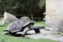 ゾウガメが日本の動物園から脱走したことに海外も驚く（海外の反応）