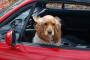 【再掲】 外に出ているときに犬が飛び跳ねてインキー状態で車のドアロック→JAFを呼ぼうと電話すると・・・　翻弄される飼い主