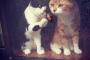 猫『なにこれたべれるの？』『カリカリじゃなくてサクサクしてそうだね』