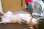 犬『夏は扇風機前を陣取るに限る』
