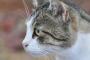 【再掲】 猫に右腕とられた